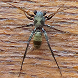 Corinnomma species